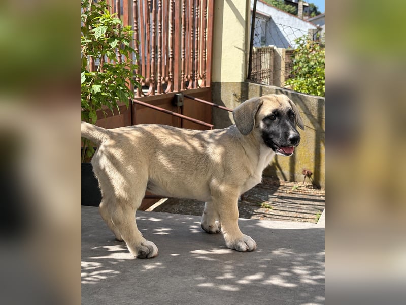 Birdie aus unserem Vogel Wurf wartet in Portugal auf dich!