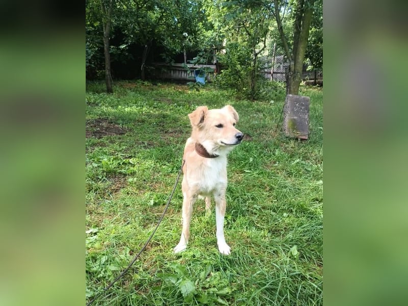 Benji Tierschutzhund sucht ein Zuhause