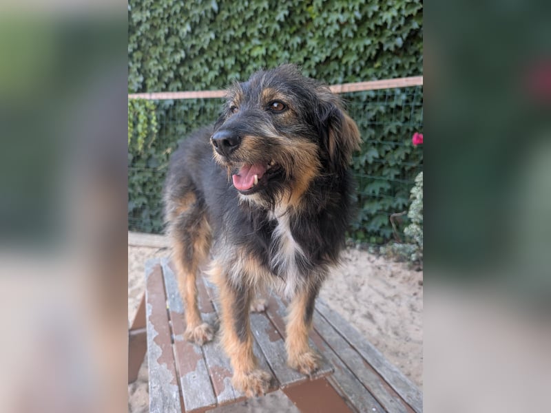 Menschenbezogener Benno wartet in Portugal auf seine Menschen!