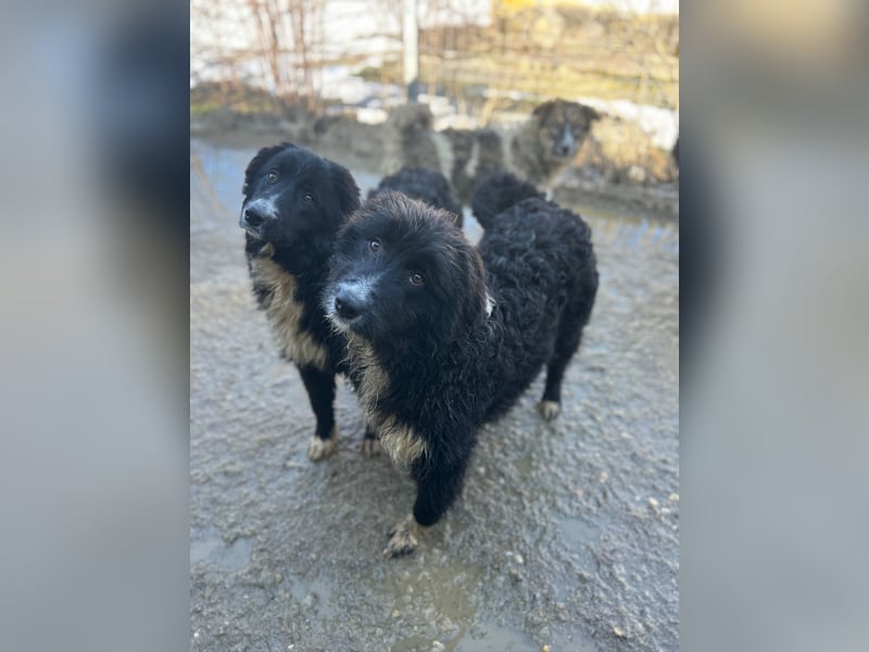 ⭐️GIAN⭐️, Rüde, 7 Monate, 36 cm (wachsend), Mischling, Tierschutz