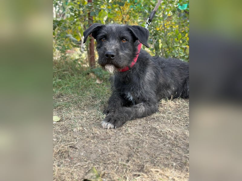 Leopold, fröhlicher, toller Hundemann