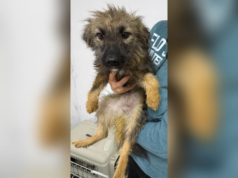 ⭐️Hearty⭐️, Herzensbrecherin, Hündin, 11 Monate, 38 cm, Mischling, Tierschutz