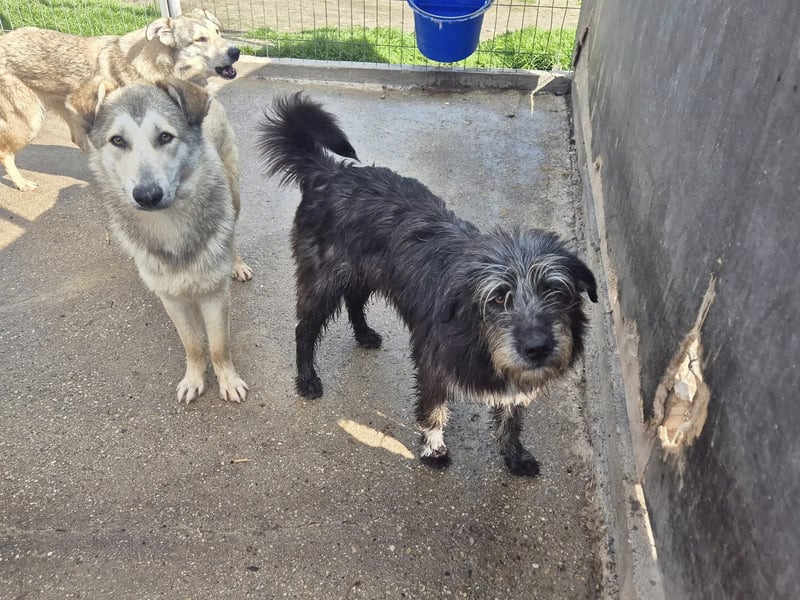 Hündin 080918 stellt sich vor