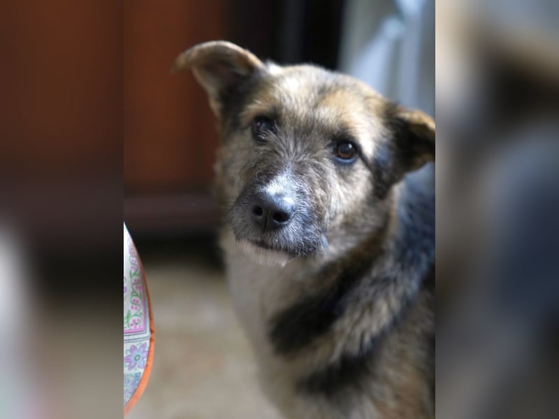 ⭐️OLIVIA⭐️, entspannte Hündin, 2 Jahre, 50 cm, Mischling, Tierschutz Rumänien