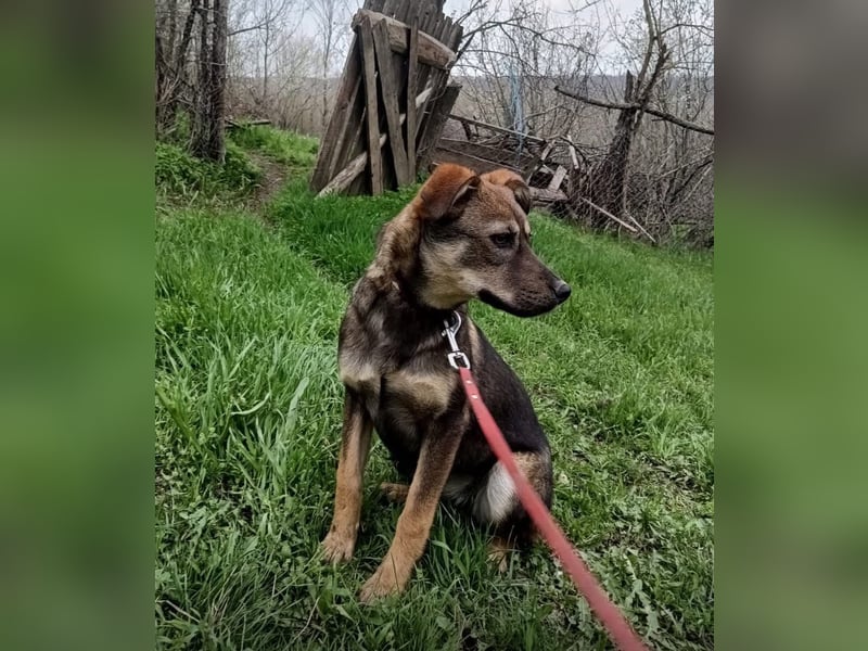 Buffy Tierschutzhund sucht ein Zuhause