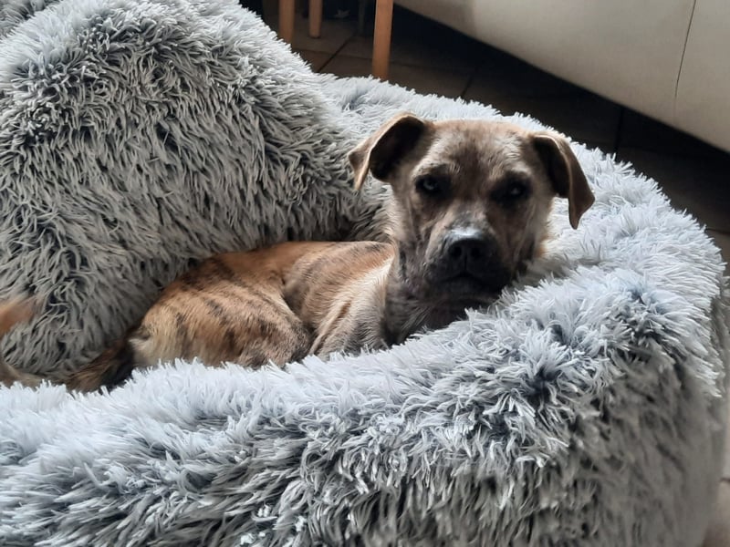 LIV, pure Liebe, 1 Jahr, 40 cm, Mischlingsmädchen, Tierschutz Rumänien, Pflegestelle 46359