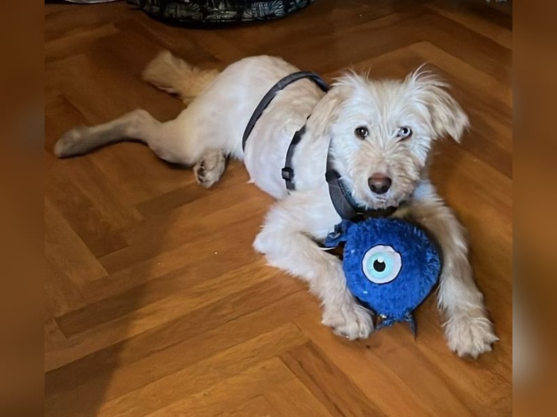 LUMA, entdeckt die Welt, 1 Jahr, 40 cm, Mischling, Pflegestelle 40223, Tierschutz Rumänien