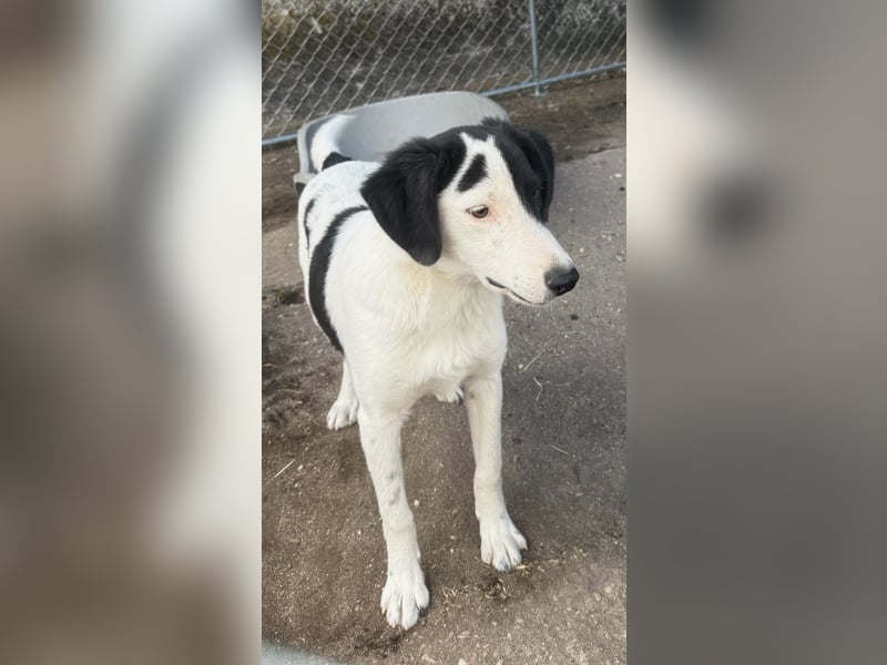 ⭐️SNOOPY⭐️, Spaßvogel und Spielkamerad, Rüde, 1 Jahr, 46cm, Mischling, Tierschutz