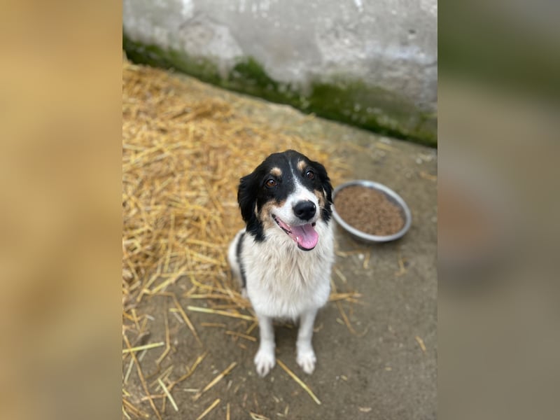 SALVA, kleine Entdeckerin, 3 Monate, 28 cm, Mischlingsmädchen, Tierschutz Rumänien