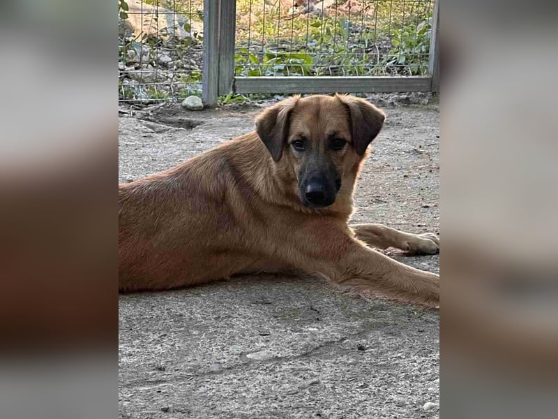 ⭐️DISSY⭐️, Hündin, 3 Jahre, 49 cm, Mischling, Tierschutz