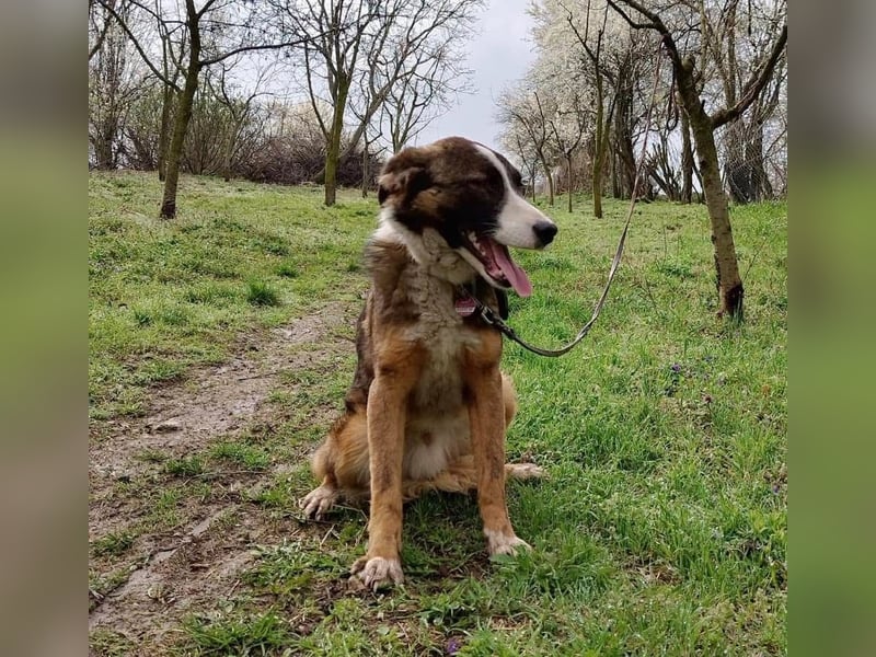 Merlo Tierschutzhund sucht ein Zuhause