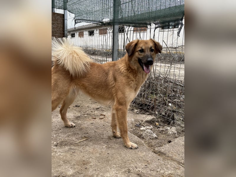 ⭐️DISSY⭐️, schöner Schatz, Hündin, 3 Jahre, 49 cm, Mischling, Tierschutz Rumänien