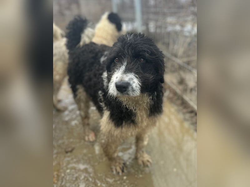 ⭐️GLORIE⭐️, Hündin, 8 Monate, 37 cm, Mischling, Tierschutz