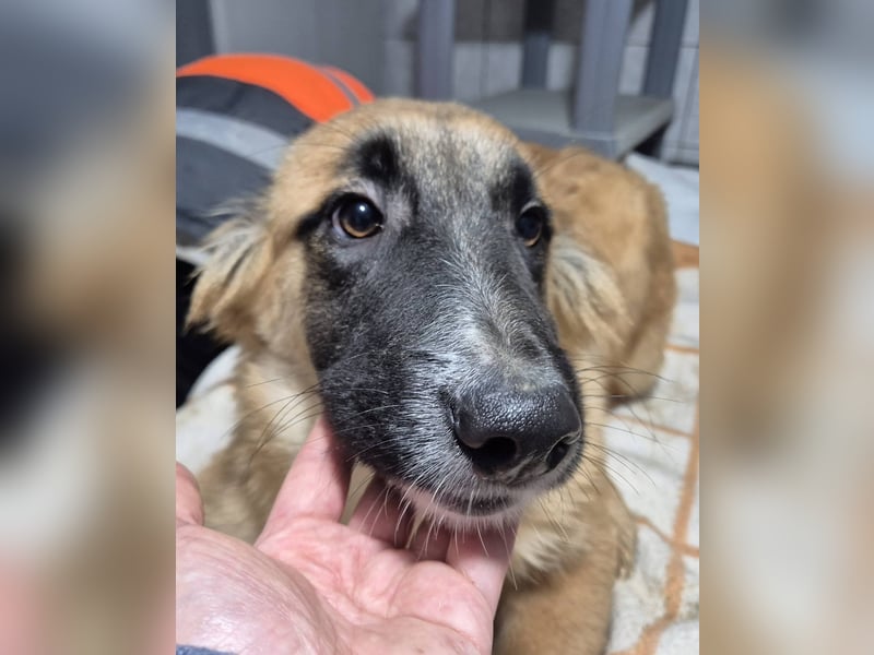 Welpenrüde 890529 sucht sein Körbchen