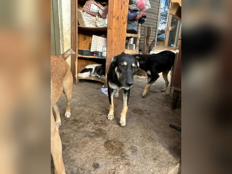 ⭐️ONYA⭐️, Hündin, 3 Jahre, 40 cm, Mischling, Tierschutz