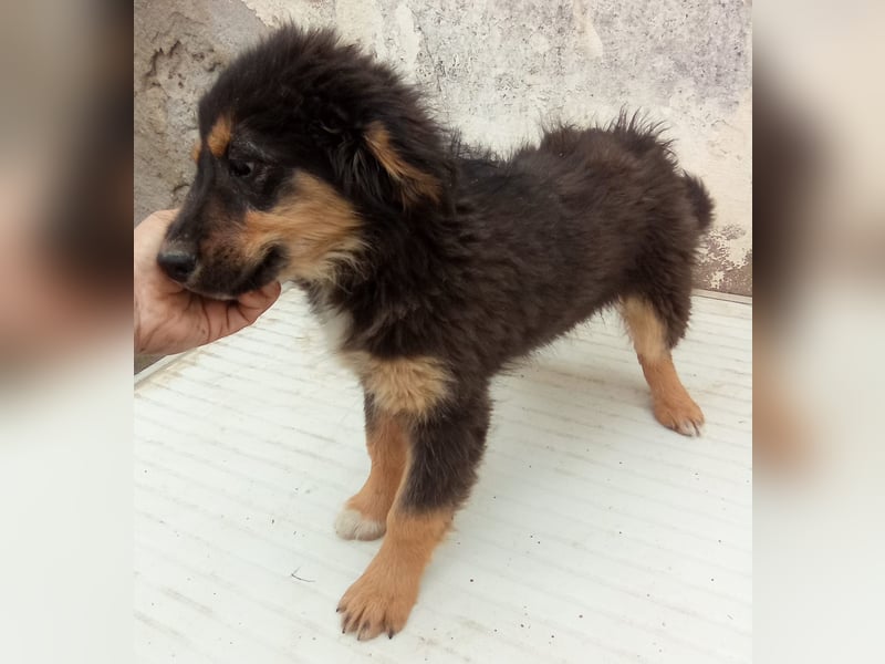 SALVA, kleine Entdeckerin, 3 Monate, 28 cm, Mischlingsmädchen, Tierschutz Rumänien