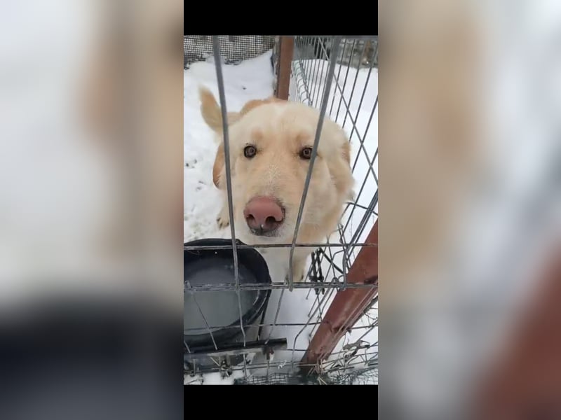 ⭐️CEDRIC⭐️, Goldschatz, Rüde, 3,5 Jahre, 50 cm, Mischling, Tierschutz Rumänien