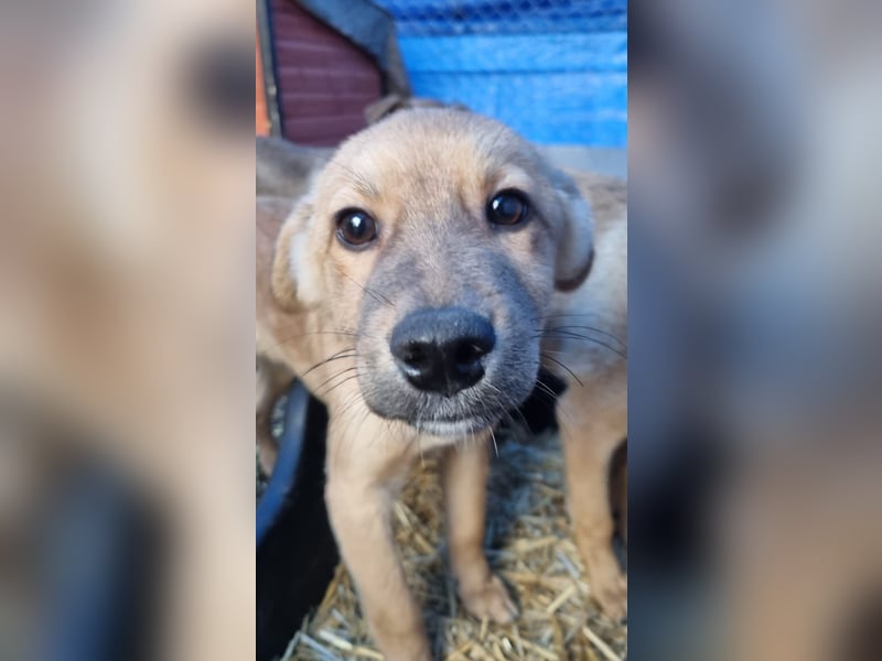 ⭐️Armani⭐️, aufgeweckter Welpe, Rüde, 6 Monate, im Wachstum, Mischling, Tierschutz
