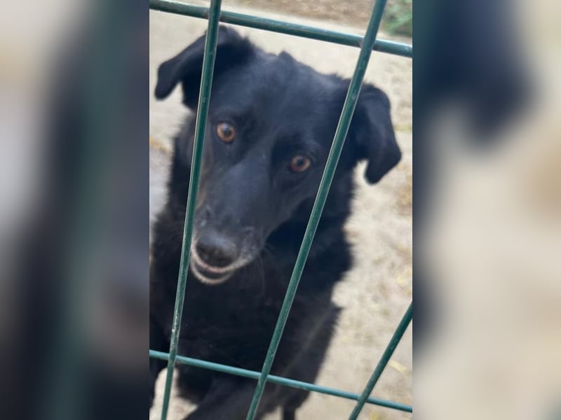 ⭐️TITA⭐️, liebevolle Hunde-Lady, 10 Jahre, 42 cm, Mischling, Tierschutz Rumänien