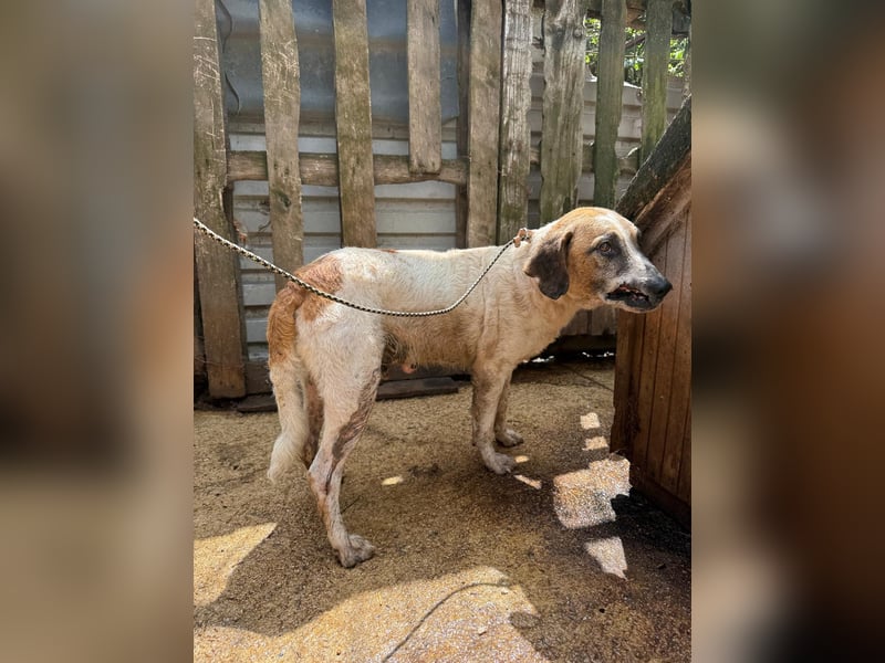 Bounty sucht ein zu Hause