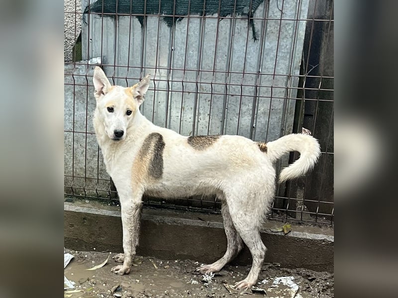 ⭐️PIVO⭐️, Rüde, 1 Jahr, 50 cm, Mischling, Tierschutz
