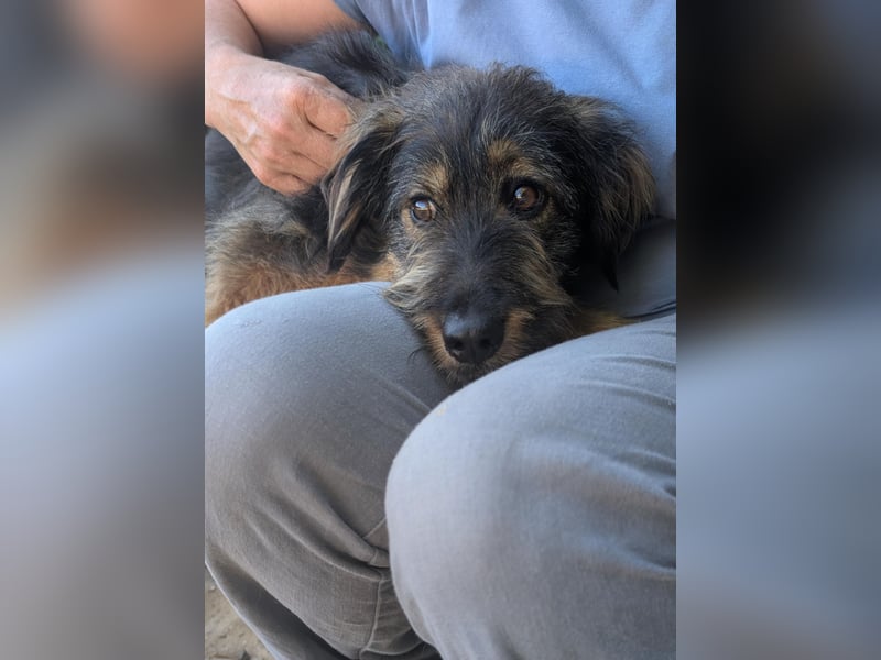 Menschenbezogener Benno wartet in Portugal auf seine Menschen!