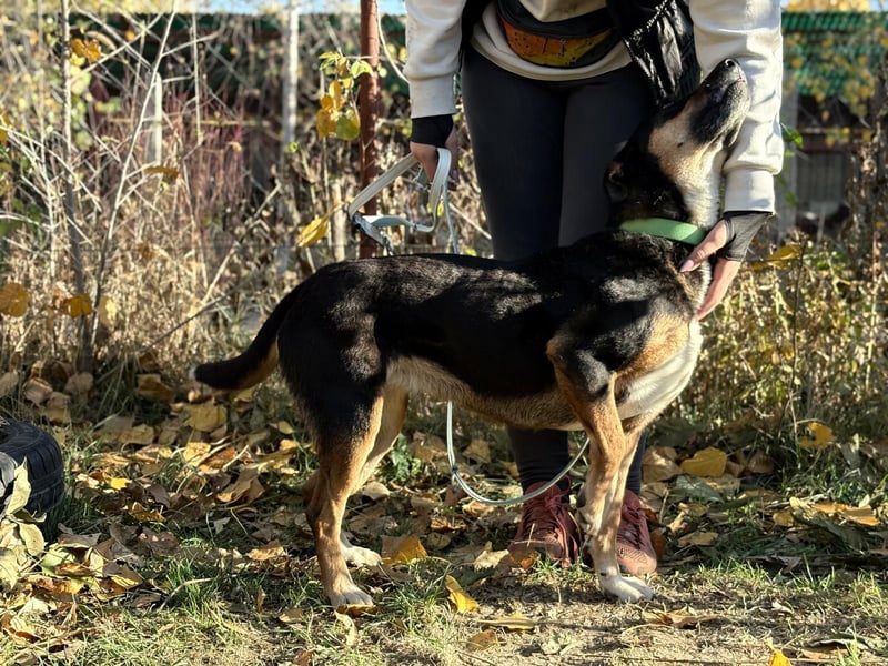 Hugi sucht einen Wegbegleiter
