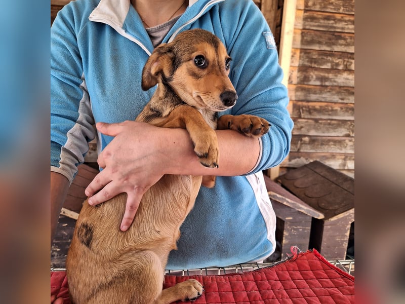 Hündin 028413 stellt sich vor