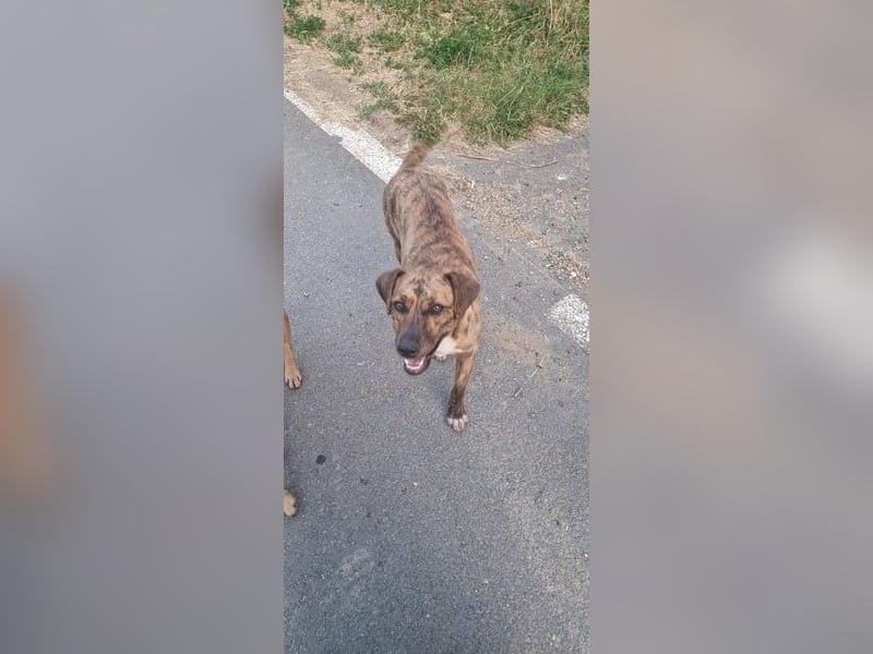 Jessy 50cm, möchte Rumänien schnell verlassen