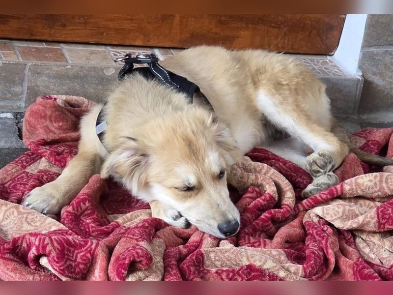 KORBEL, schlauer Schatz, 5 Monate, 41 cm, Mischlingsjunge, Pflegestelle 51503, Tierschutz Rumänien