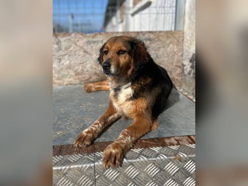 ⭐️JOLLY⭐️, Hündin, 2,5 Jahre, 43 cm, Mischling, Tierschutz