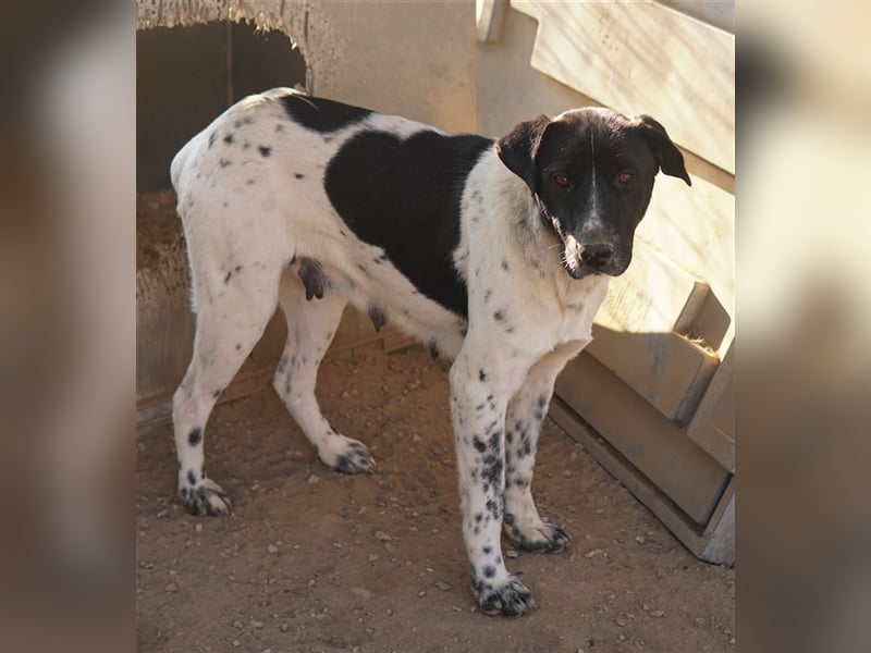 Yaska, geb. ca. 02/2022, lebt in GRIECHENLAND, im städt. Tierheim Serres