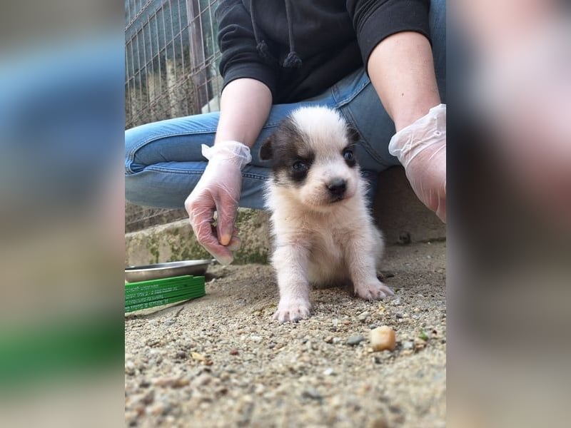 Sorgenfell, *PICCOLO*, 1 Jahr, 45 cm, Mischling, Tierschutz