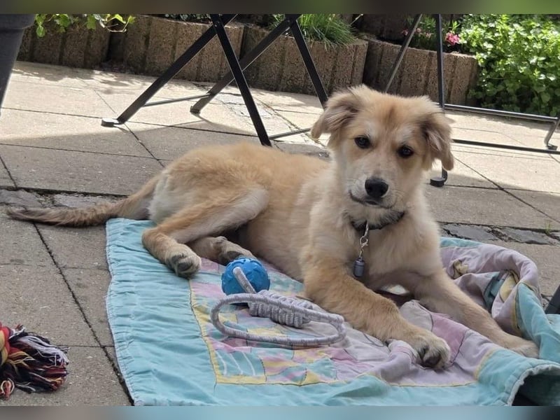 KORBEL, schlauer Schatz, 5 Monate, 41 cm, Mischlingsjunge, Pflegestelle 51503, Tierschutz Rumänien