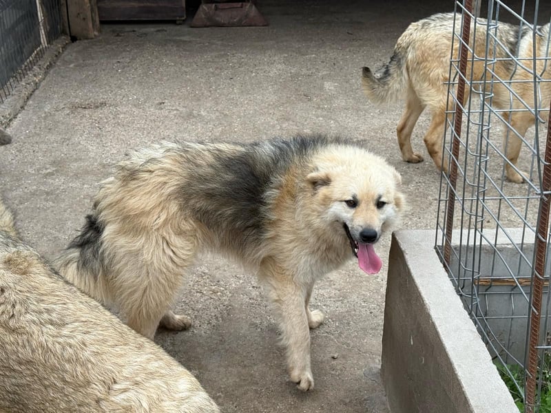 Hübsche Frieda sucht ihr Zuhause