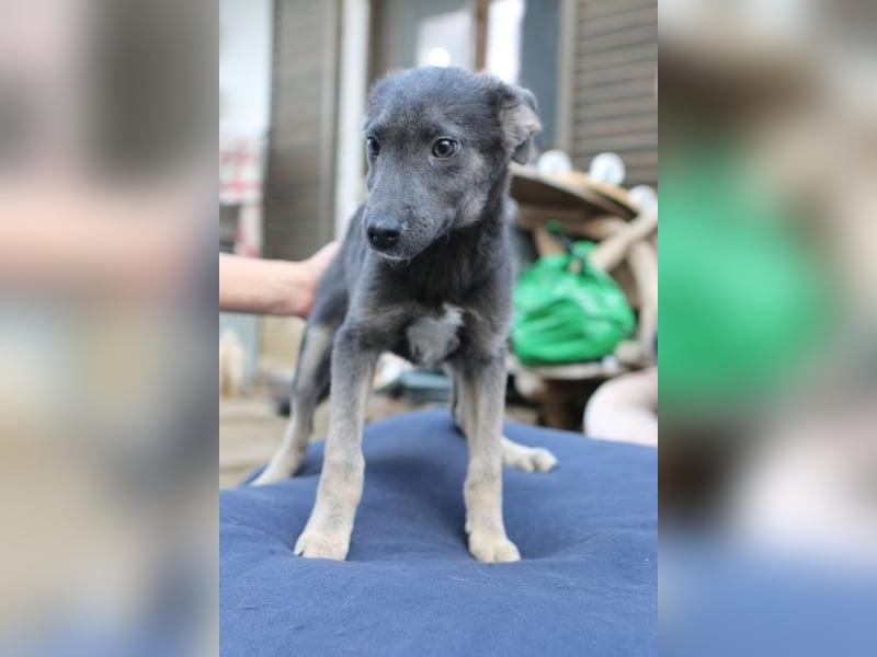 GREY, schöne Hundeseele, 4,5 Jahre, 50 cm, Mischling, Tierschutz Rumänien