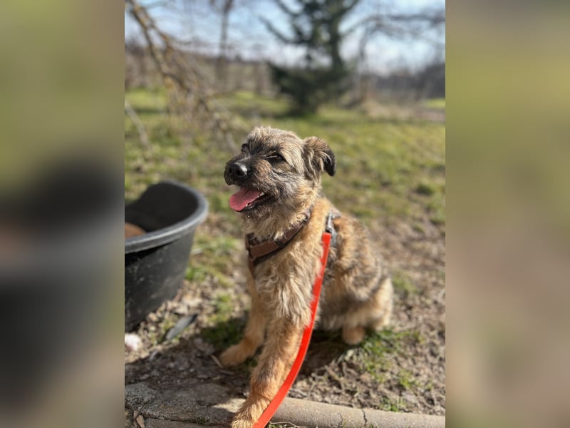 HEARTY, zuckersüßes Spielkind, 1 Jahr, 41 cm, Mischlingsmädchen, Tierschutz Rumänien