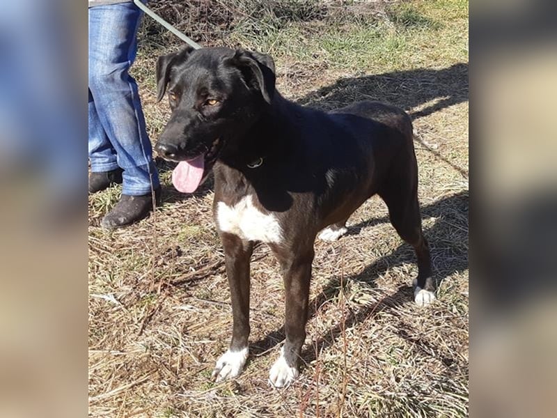 Tom(Romica) wartet seit 6 Jahren in einem Rum. Tierheim auf ein Zuhause