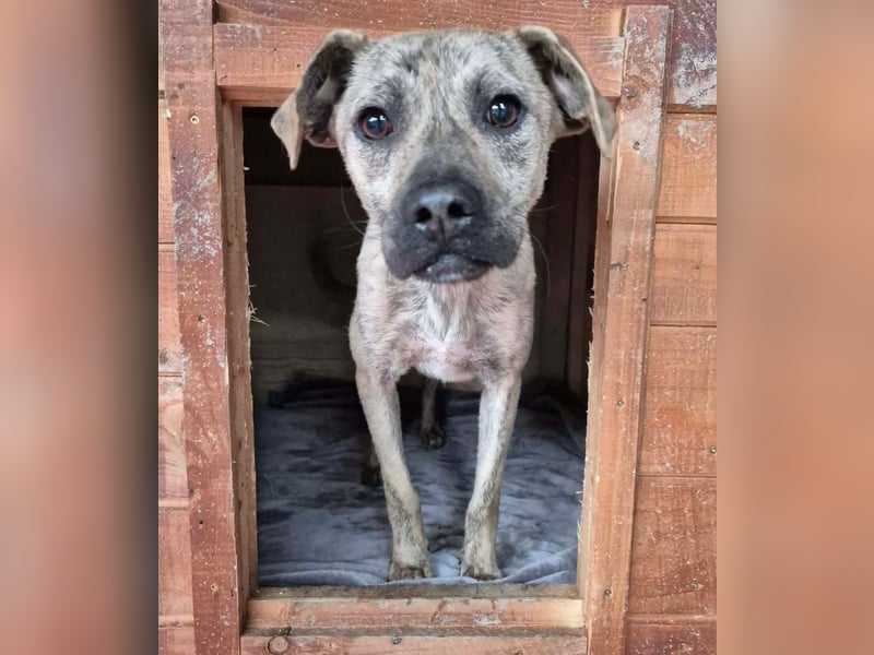 LIV, pure Liebe, 1 Jahr, 40 cm, Mischlingsmädchen, Tierschutz Rumänien, Pflegestelle 46359