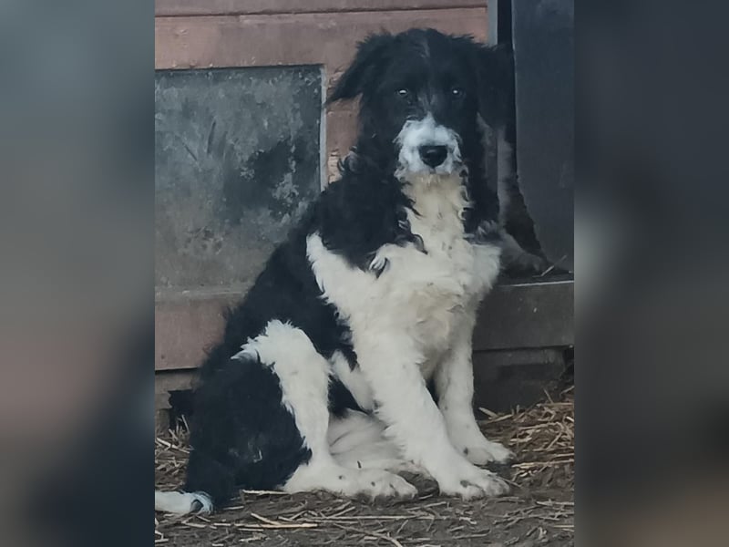 ⭐️GLORIE⭐️, Hündin, 7 Monate, 37 cm, Mischling, Tierschutz