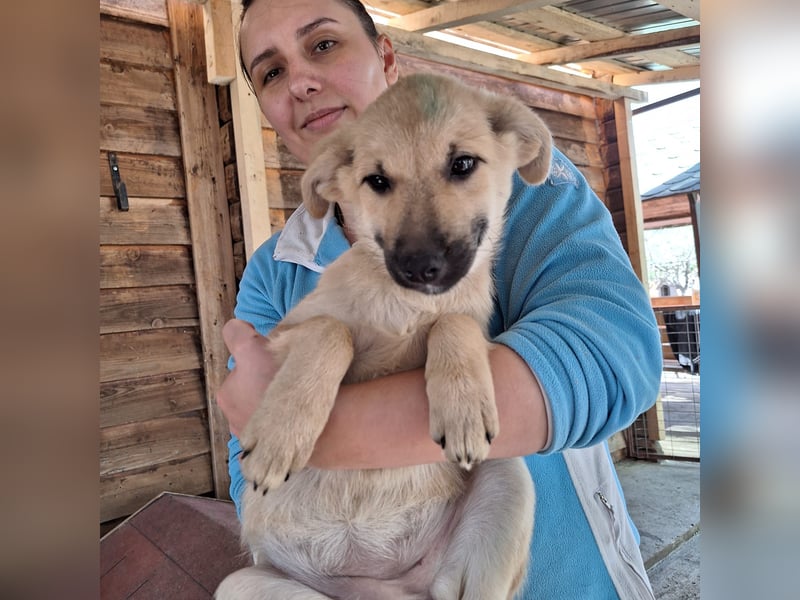 Hündin 028407 sucht ihr Zuhause