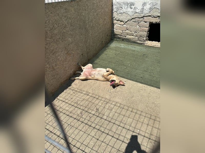 ⭐️MELINA⭐️ Traumhündin, 3,5 Jahre, 48 cm, Mischling, Tierschutz