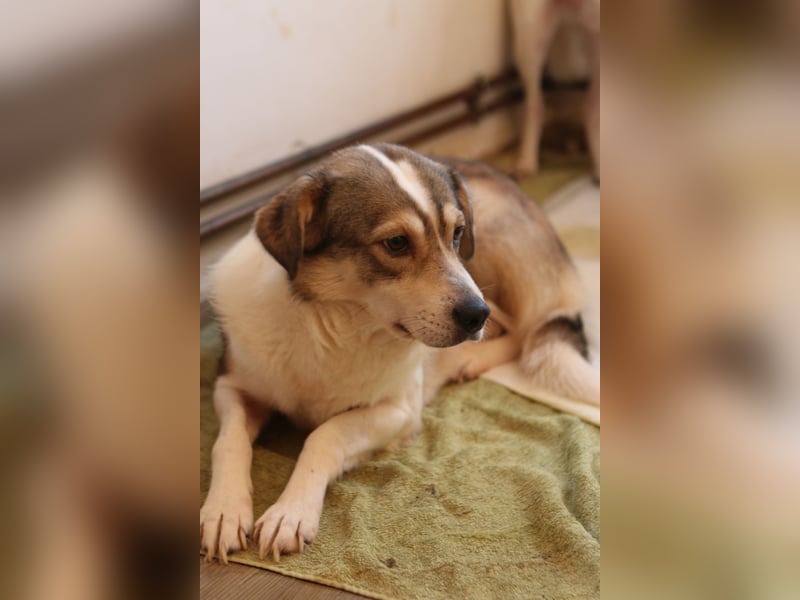 ⭐️TIMENTES⭐️, ganz charmante Hündin, 6 Jahre, 48 cm, Mischling, Tierschutz