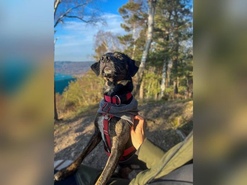 Aktive Pflegehündin Pina wartet in 52385 Nideggen auf ihr Happy End!