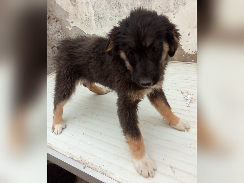 STELUTA, süßes Leckermäulchen, 3 Monate, 27 cm, Mischlingsmädchen, Tierschutz Rumänien