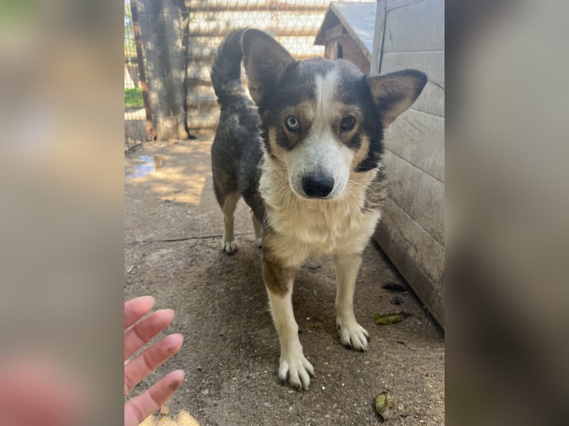 Lia - will dein Herz gewinnen!