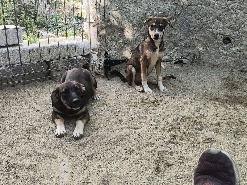 ⭐️ILKER⭐️, fröhlicher Hundejunge, 1 Jahr, 48 cm, Mischling, Tierschutz Rumänien