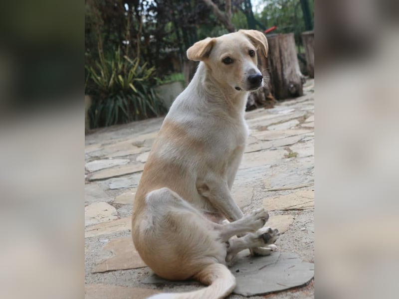 *Notfell* CAPPI, Rüde, 8 Jahre, 47 cm, Mischling, Tierschutz