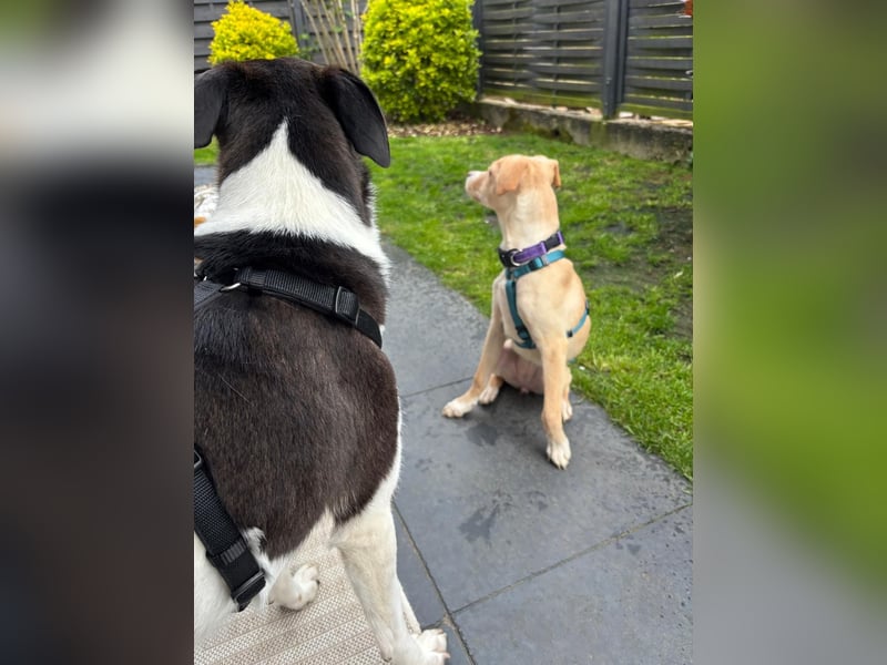 IBIZA, neugieriger Welpe, 3 Monate, 32 cm, Mischling, Tierschutz, Pflegestelle Bonn