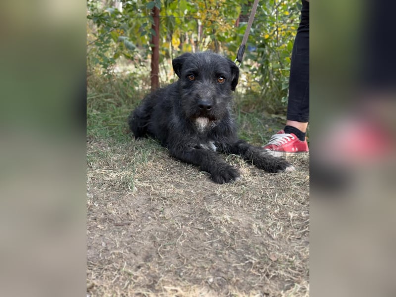 Leopold, fröhlicher, toller Hundemann